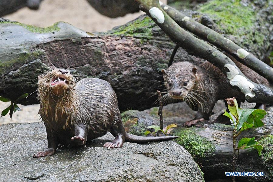 SINGAPORE-ZOO-NEWBORN ANIMALS