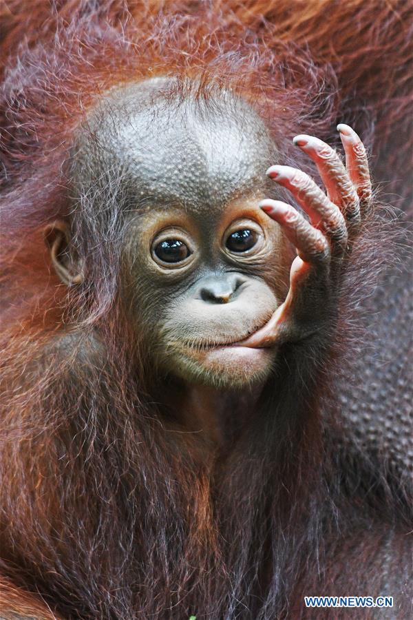 SINGAPORE-ZOO-NEWBORN ANIMALS