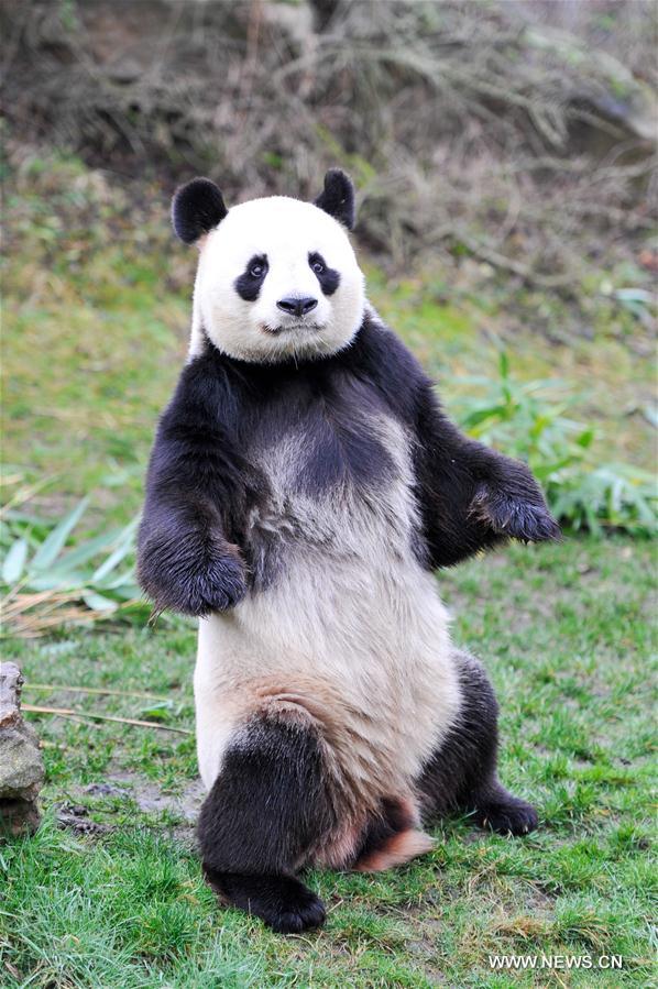 FRANCE-SAINT-AIGNAN-ZOOPARC DE BEAUVAL-PANDA BABY-YUAN MENG