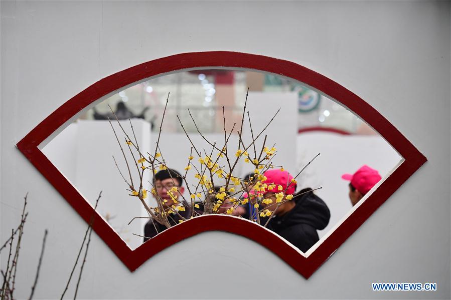 CHINA-ZHENGZHOU-WINTERSWEET-SHOW (CN)