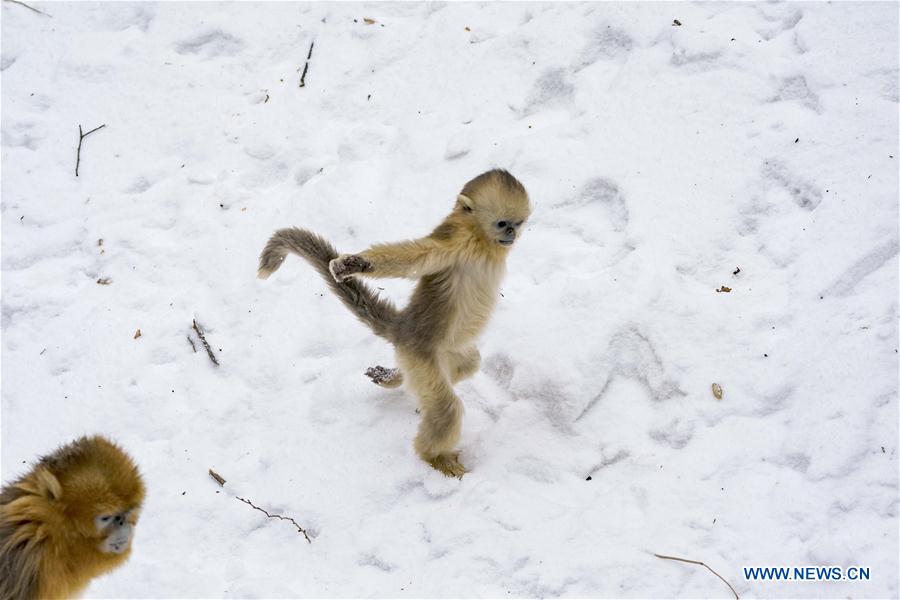 CHINA-HUBEI-SHENNONGJIA-GOLDEN MONKEY (CN)