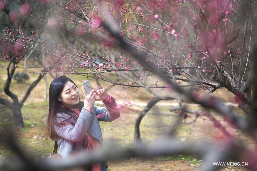 CHINA-HUBEI-WUHAN-PLUM BLOSSOM (CN)