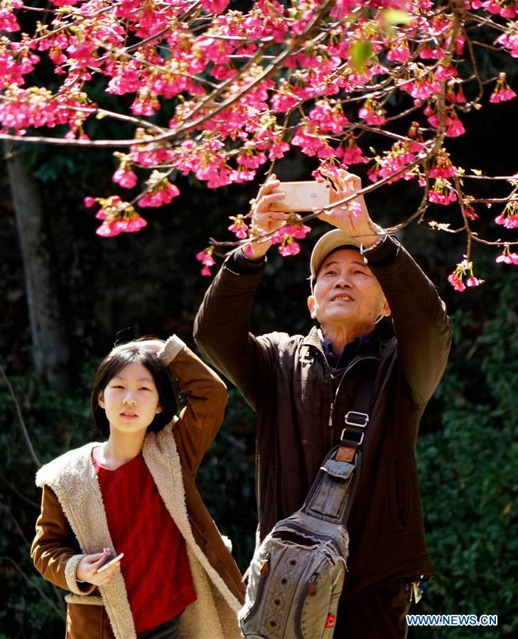 CHINA-FUJIAN-CHERRY BLOSSOM (CN)