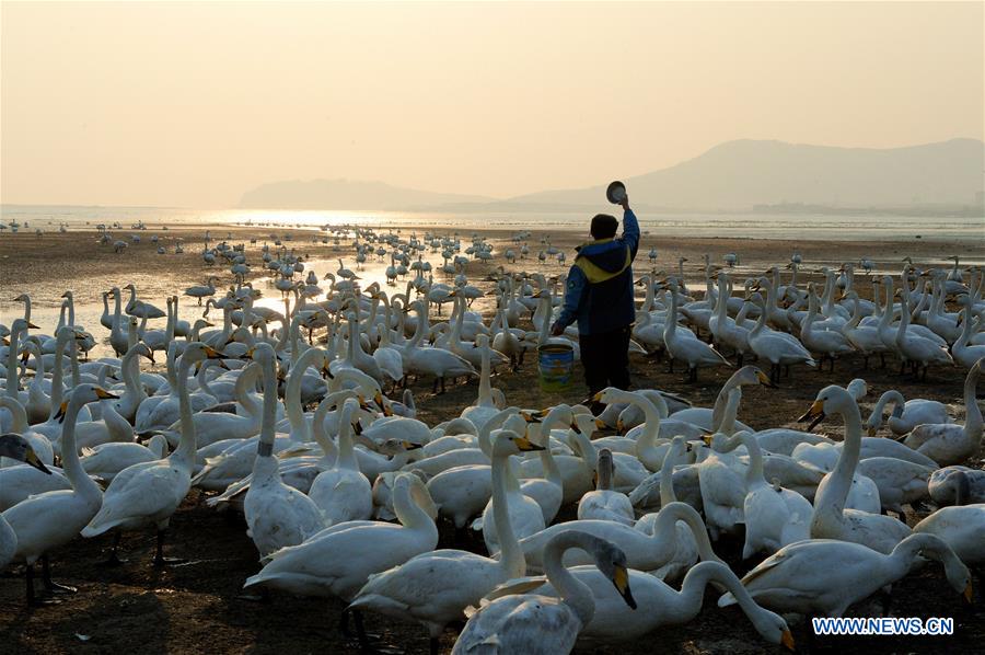 CHINA-SHANDONG-SWAN-PROTECTION (CN)