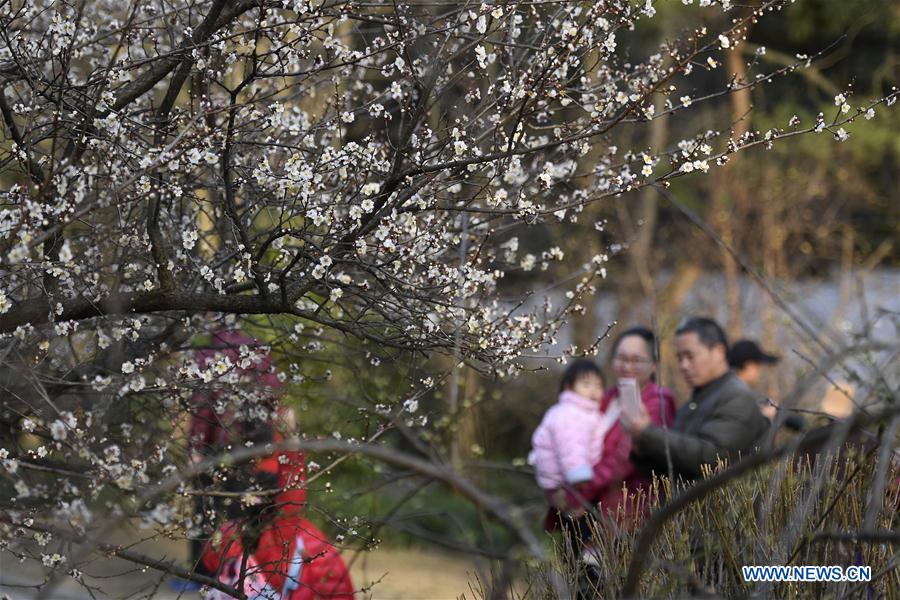 CHINA-ZHEJIANG-HANGZHOU-PLUM-BLOSSOM (CN)