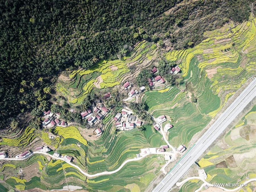 CHINA-GUIZHOU-RAPE FLOWER(CN)