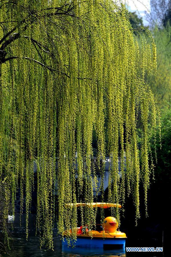 CHINA-HENAN-SPRING SCENERY (CN)