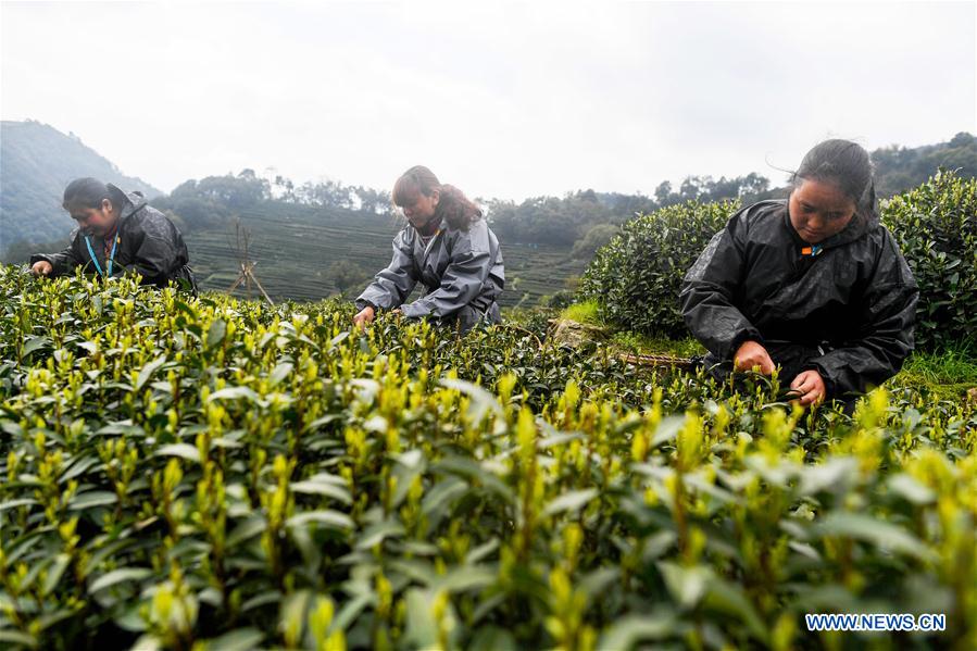 CHINA-HANGZHOU-TEA GARDEN (CN)