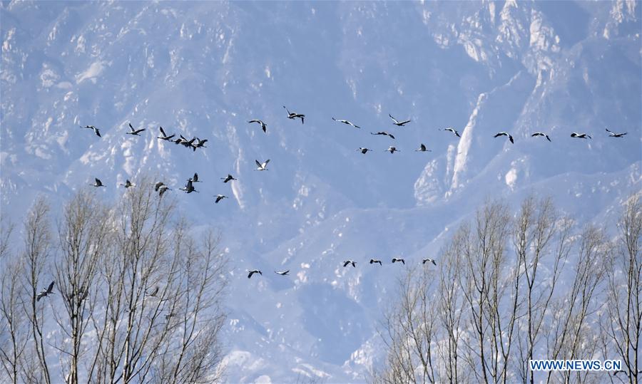 CHINA-BEIJING-WETLAND RESERVE-BIRDS (CN)