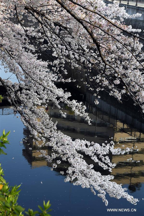 JAPAN-TOKYO-CHERRY BLOSSOMS