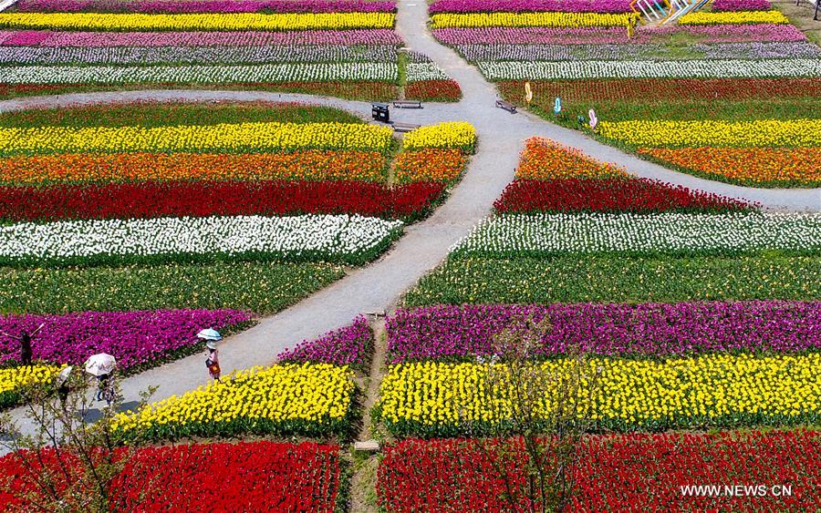 CHINA-HUBEI-WUHAN-TULIPS (CN)