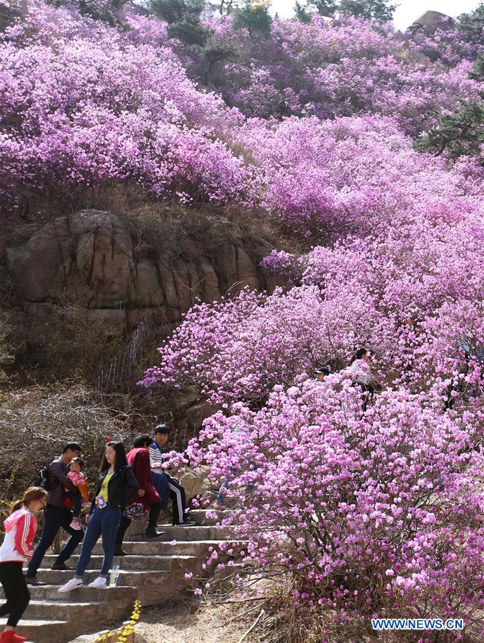 #CHINA-QINGDAO-AZALEA FLOWERS (CN)