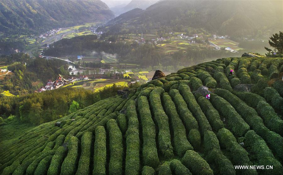 CHINA-SPRING-TEA HARVEST (CN)