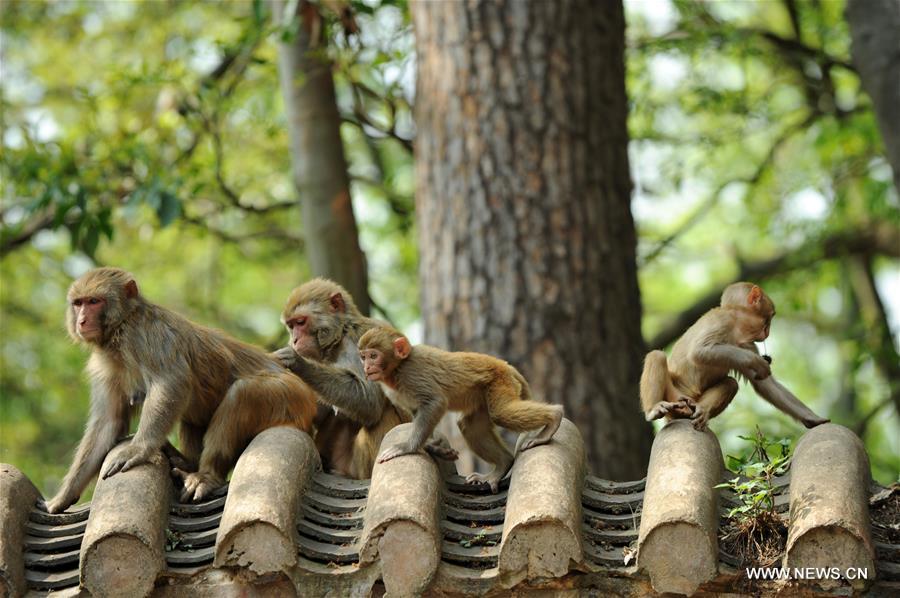 CHINA-GUIZHOU-MACAQUE (CN)