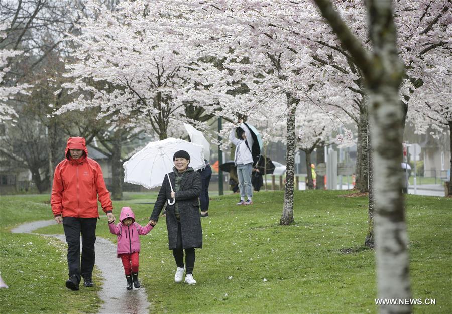 CANADA-RICHMOND-CHERRY BLOSSOM FESTIVAL