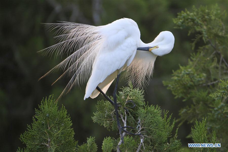 #CHINA-JIANGSU-EGRETS(CN)