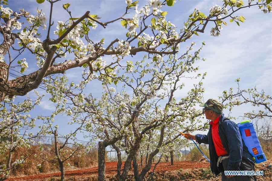 #CHINA-HEBEI-PEAR BLOSSOM (CN)