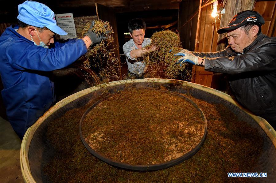 CHINA-FUJIAN-WUYI MOUNTAIN-TEA PRODUCTION (CN)