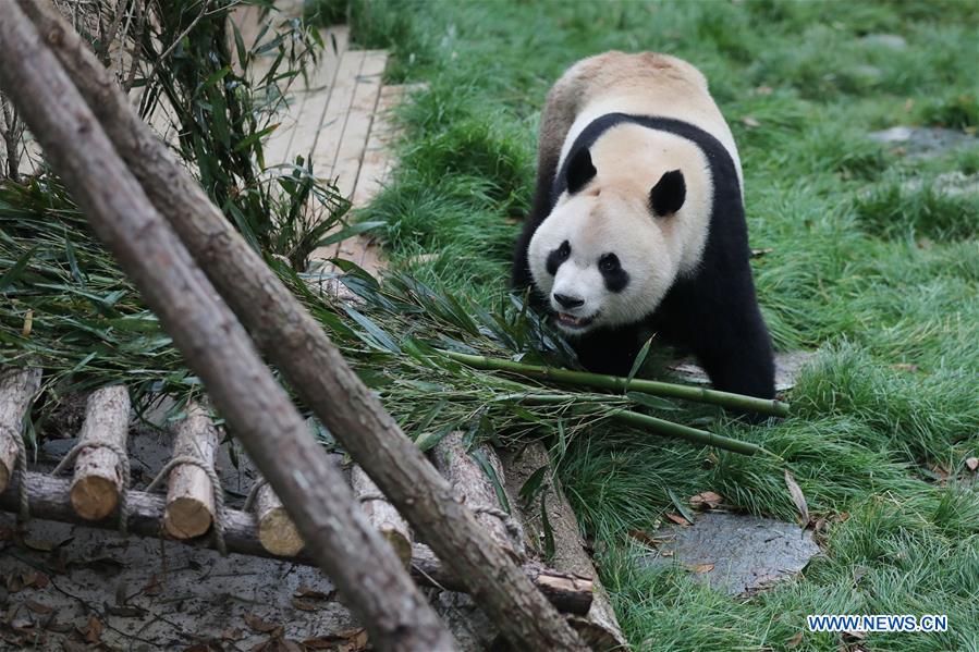 CHINA-GUIYANG-GIANT PANDAS-MEETING PUBLIC(CN)