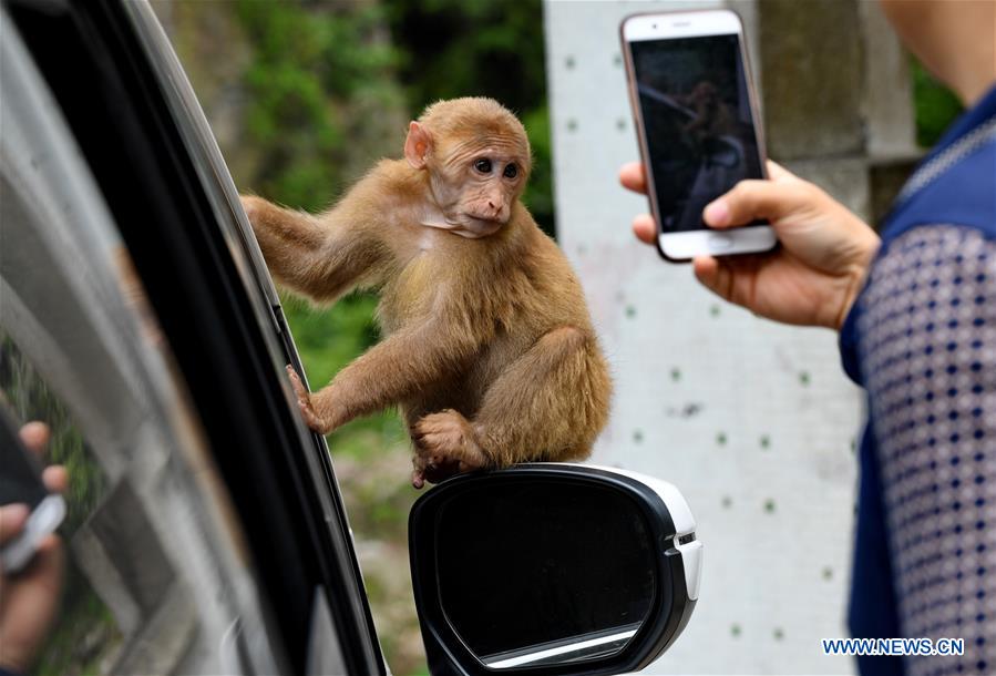 CHINA-NATURE-MOUNT WUYI-MACAQUE (CN)