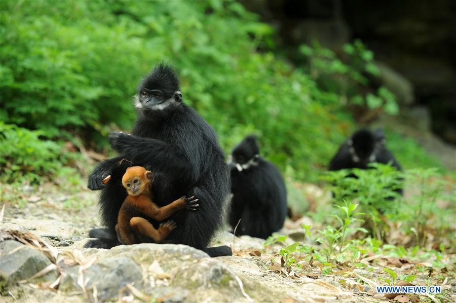 #CHINA-GUIZHOU-FRANCOIS'S LANGUR (CN*) 