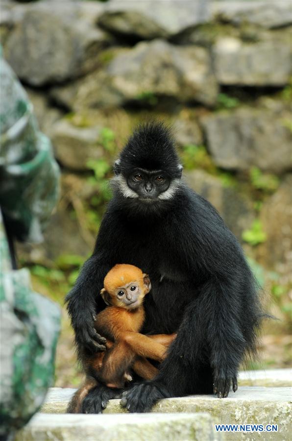 #CHINA-GUIZHOU-FRANCOIS'S LANGUR (CN*) 