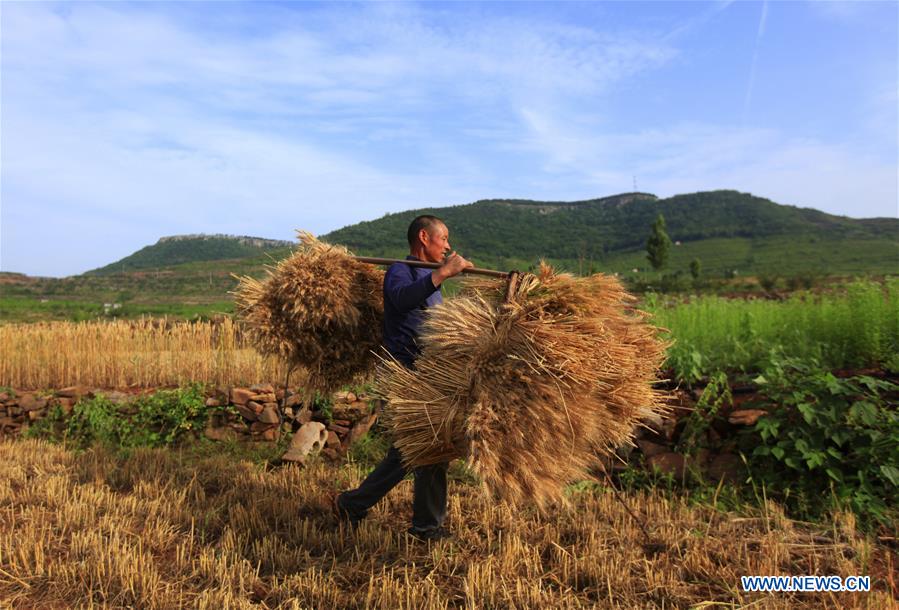 #CHINA-WHEAT-HARVEST (CN)