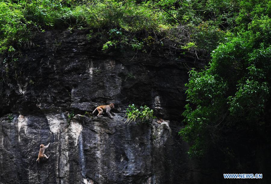 CHINA-CHONGQING-WUSHAN-SMALL THREE GORGES-WILD LIFE (CN)