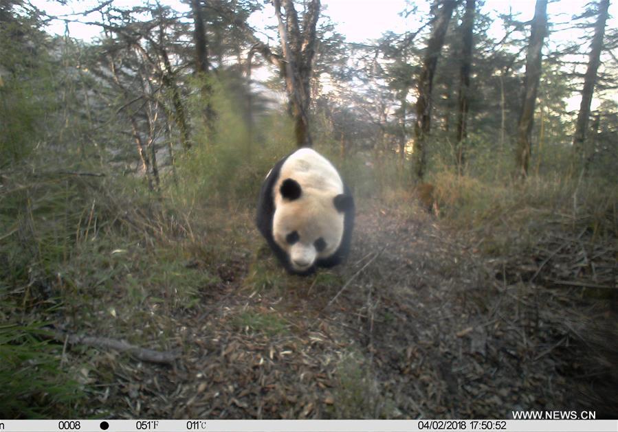 CHINA-GANSU-LONGNAN-WILD GIANT PANDA (CN)