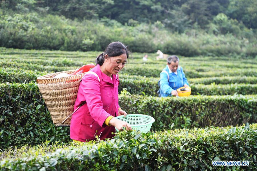 CHINA-CHONGQING-WULONG DISTRICT-TEA PLANTING INDUSTRY (CN)