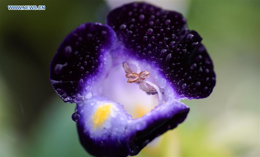 #CHINA-JIANGSU-YANGZHOU-FLOWERS (CN)