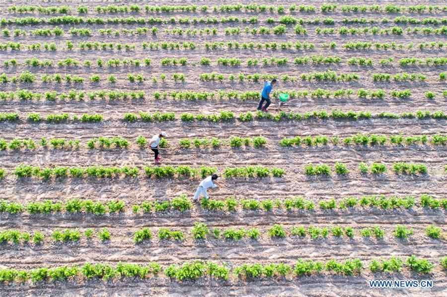 #CHINA-SUMMER SOLSTICE-AGRICULTURE (CN)