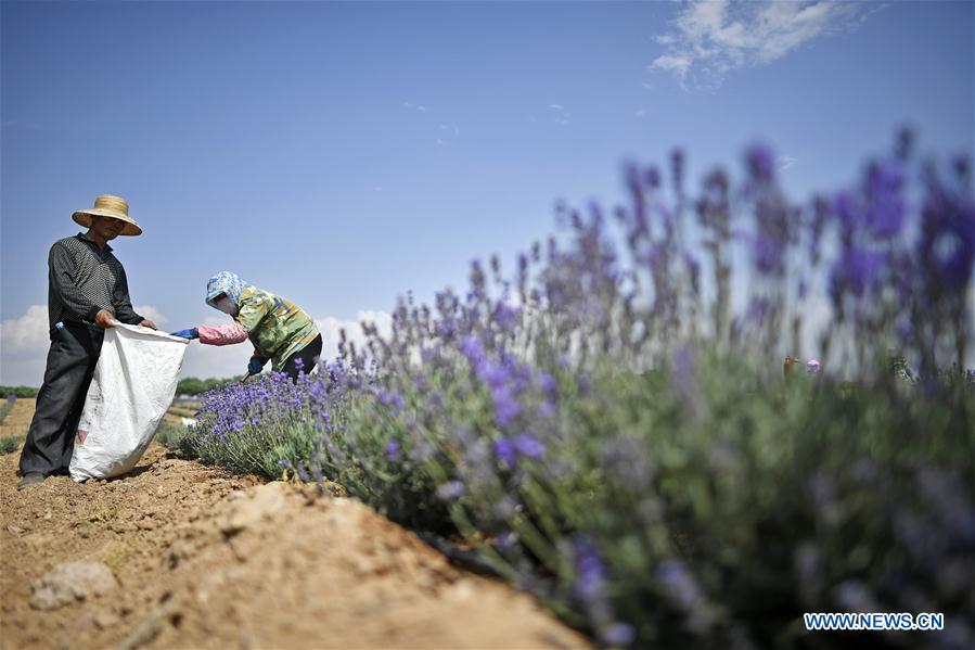 CHINA-NINGXIA-MAOWUSU DESERT-LAVENDER-HARVEST (CN)