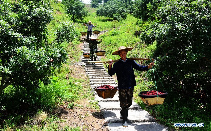 #CHINA-ZHEJIANG-AGRICULTURE-CHINESE BAYBERRY-HARVEST (CN)