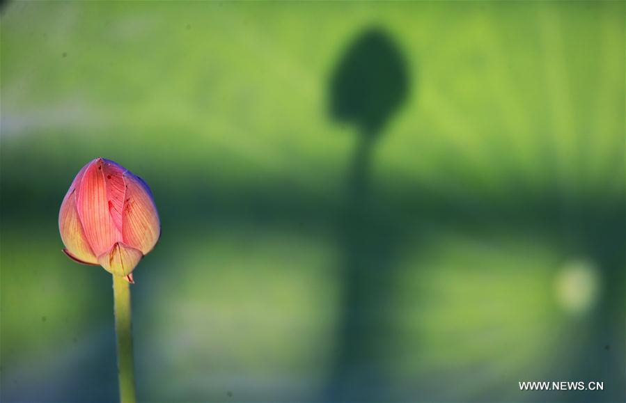 #CHINA-SUMMER-LOTUS FLOWERS (CN)