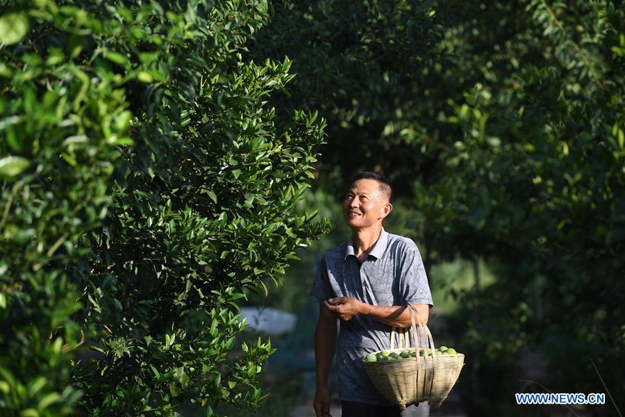 CHINA-CHONGQING-WUSHAN-FARMER-GREEN PLUM (CN)