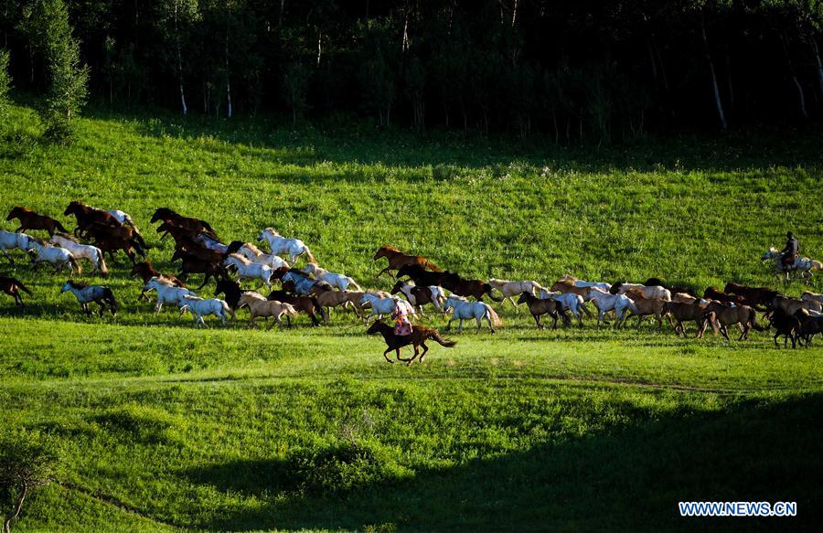 CHINA-INNER MONGOLIA-GRASSLAND-HORSES (CN)