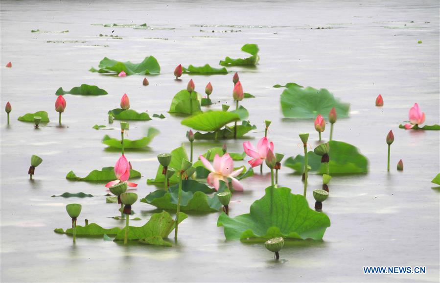 #CHINA-SUMMER-LOTUS FLOWER (CN)