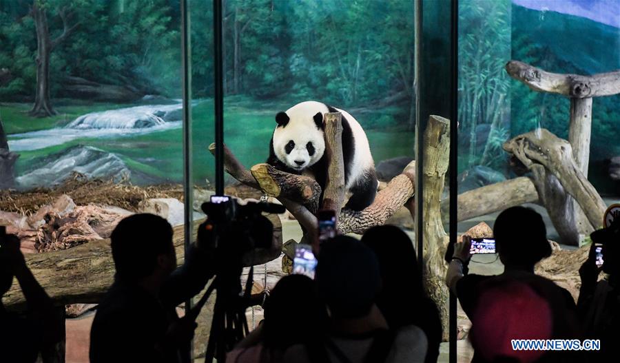 CHINA-TAIPEI-GIANT PANDA (CN)