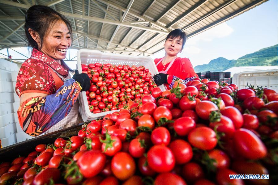 #CHINA-GUIZHOU-CHERRY TOMATOES-HARVEST (CN)