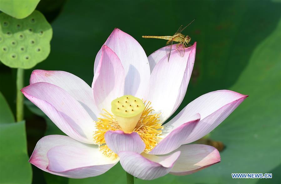 #CHINA-SUMMER-LOTUS(CN)