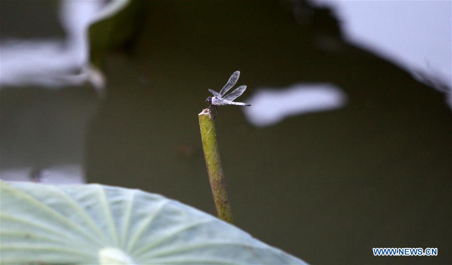 #CHINA-JIANGSU-YANGZHOU-LOTUS (CN)