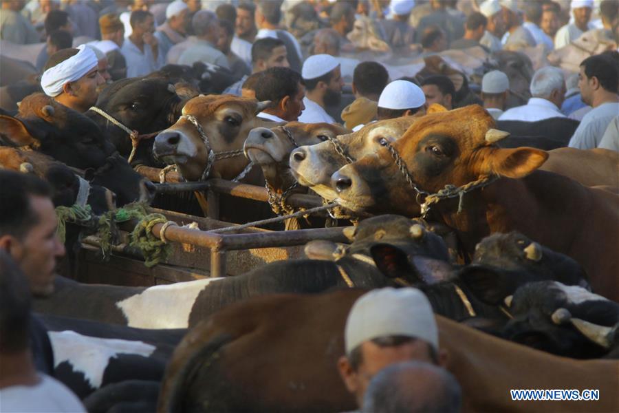 EGYPT-MONUFIA-EID AL-ADHA-LIVESTOCK MARKET