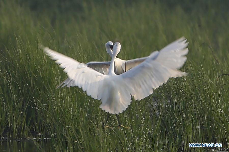 #CHINA-JIANGSU-HUAI'AN-EGRETS (CN)