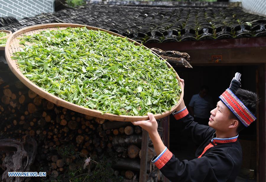 CHINA-GUANGXI-TEA-HARVEST (CN)