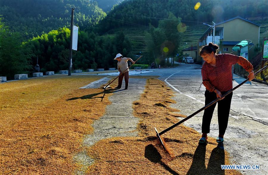 CHINA-FUJIAN-WUYI MOUNTAIN-HARVEST(CN)