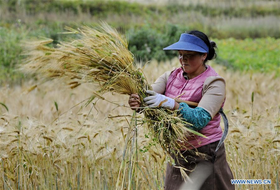 CHINA-TIBET-QAMDO-HIGHLAND BARLEY-HARVEST (CN)