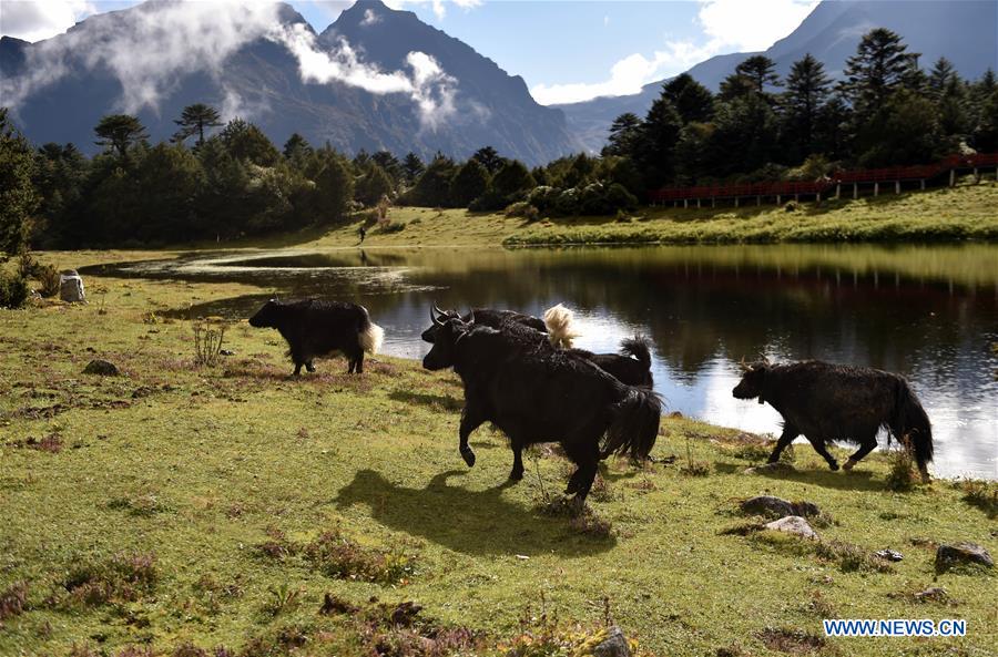 CHINA-TIBET-CONA-LEBUGOU (CN)