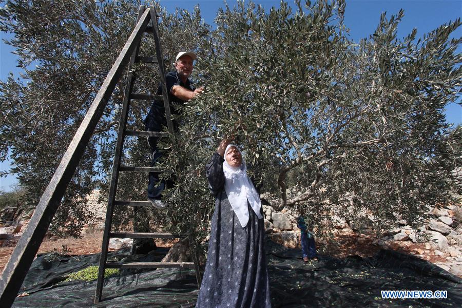 MIDEAST-NABLUS-OLIVE-HARVEST