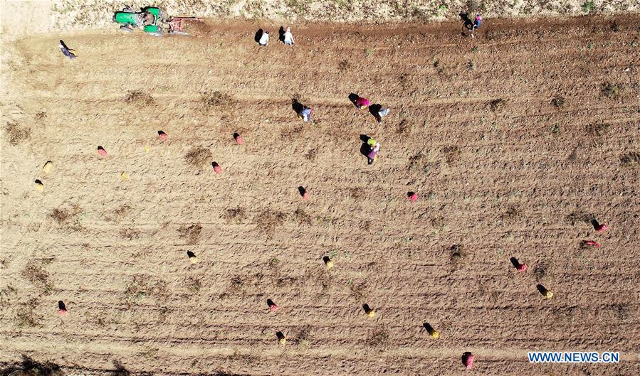 CHINA-NINGXIA-POTATO-HARVEST (CN)